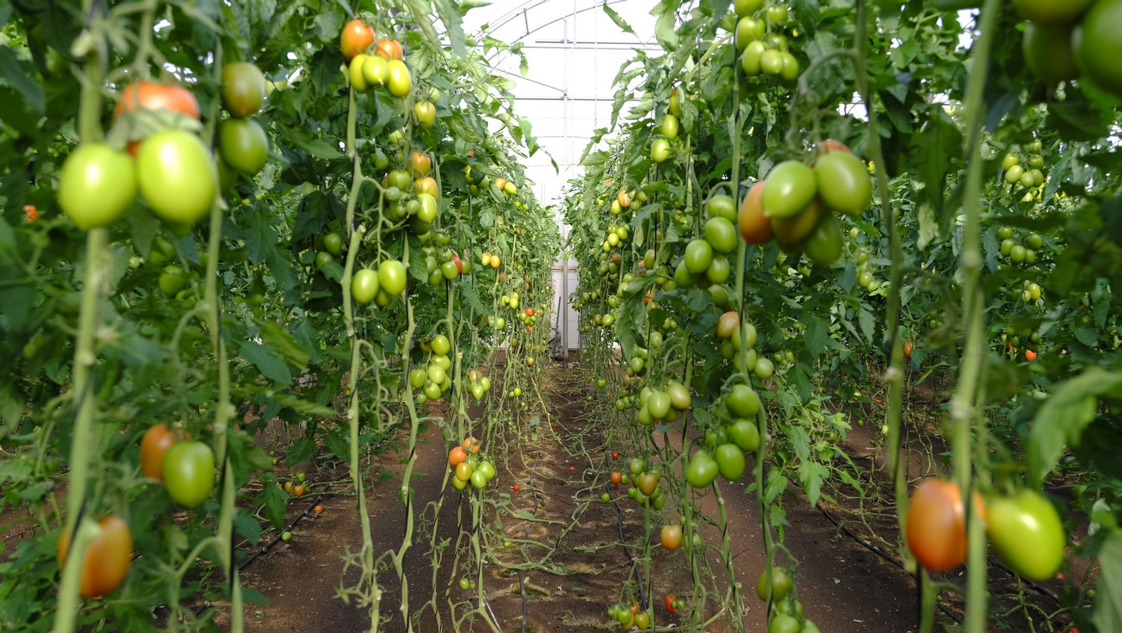 Tomates del campo almeriense para los lineales de los supermercados, en imágenes