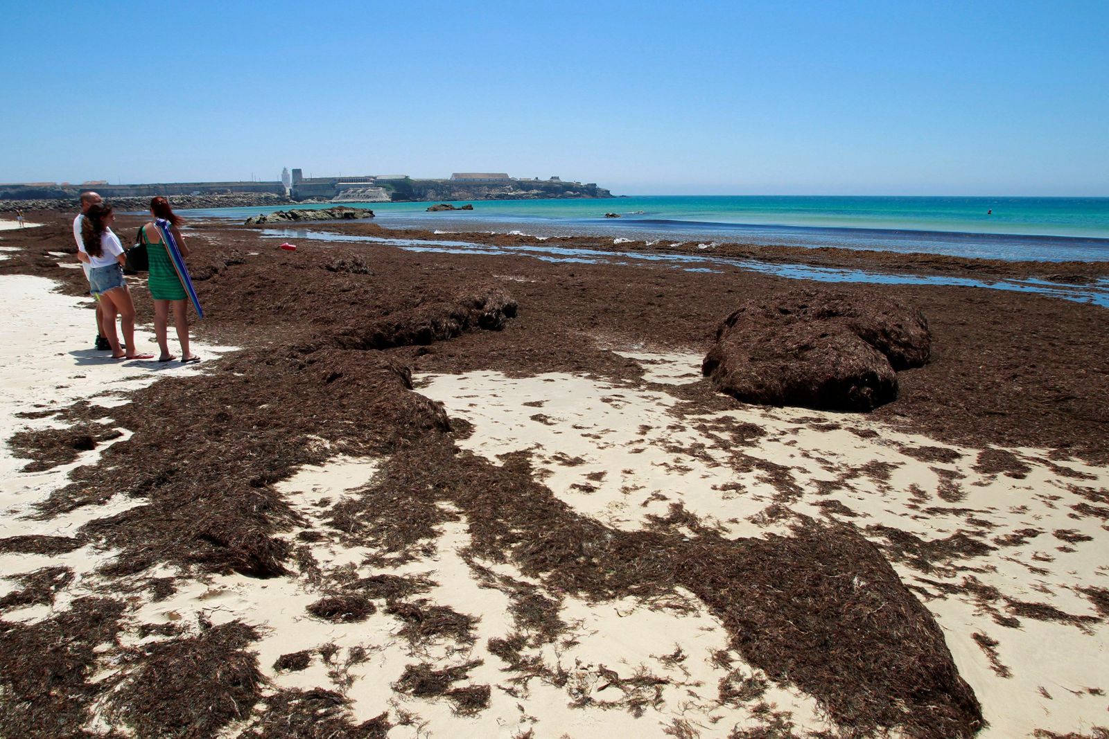 Algas invasoras acumuladas en la playa de Los Lances, en Tarifa, el pasado verano.