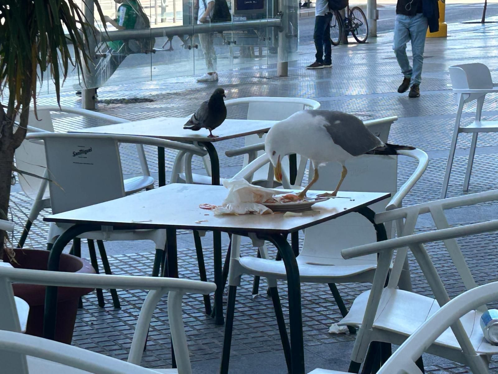 Una gaviota aprovecha, ante la atenta mirada de una paloma indefensa, la marcha de un cliente para quedarse con la "propina" y limpiar los platos