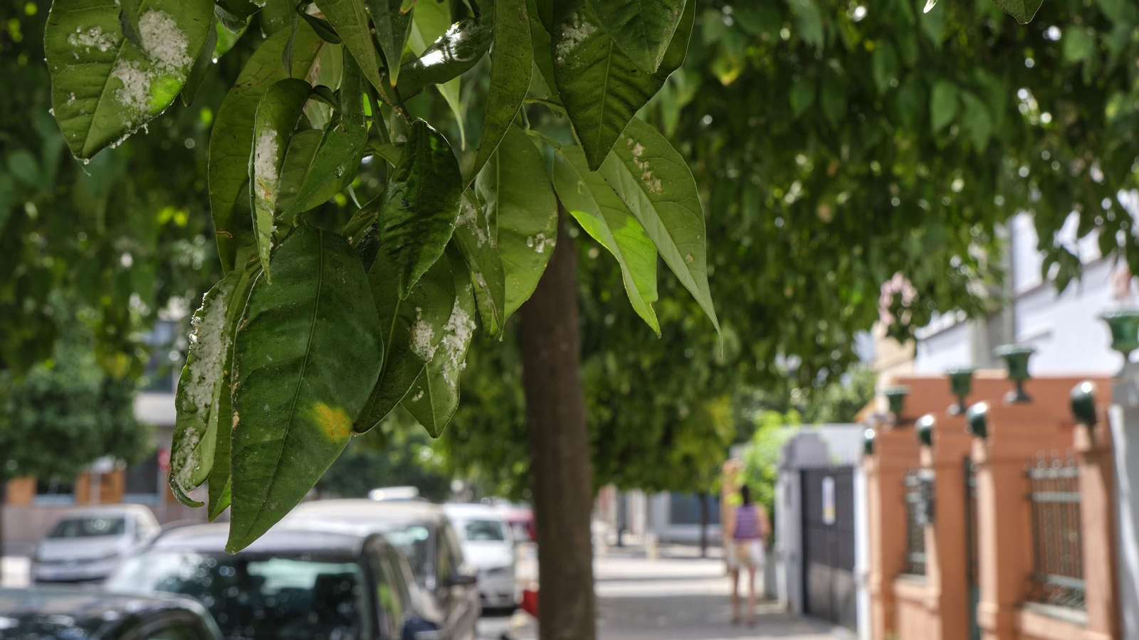 Así están los naranjos de Sevilla