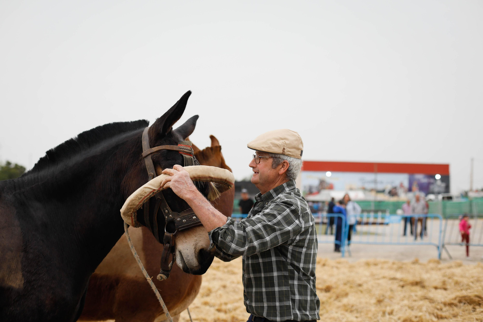 Galería de la Feria  de ganado en Tarambana