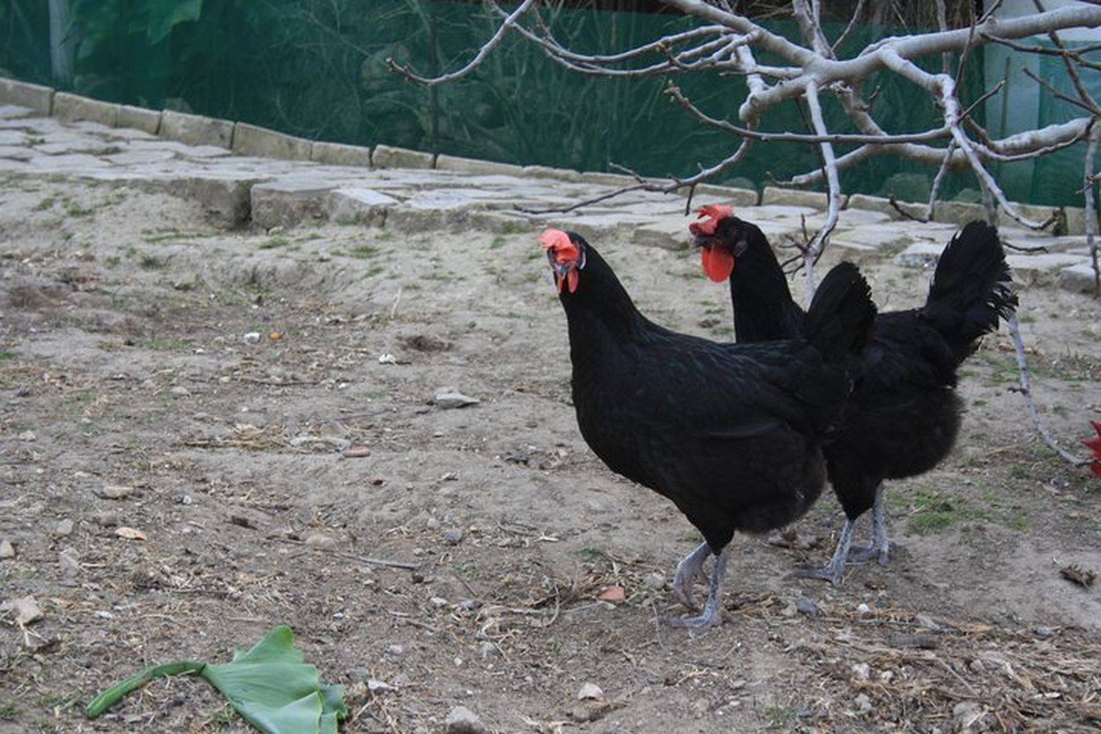 Dos ejemplares de gallinas sureñas negras en Los chozos en Medina Sidonia.