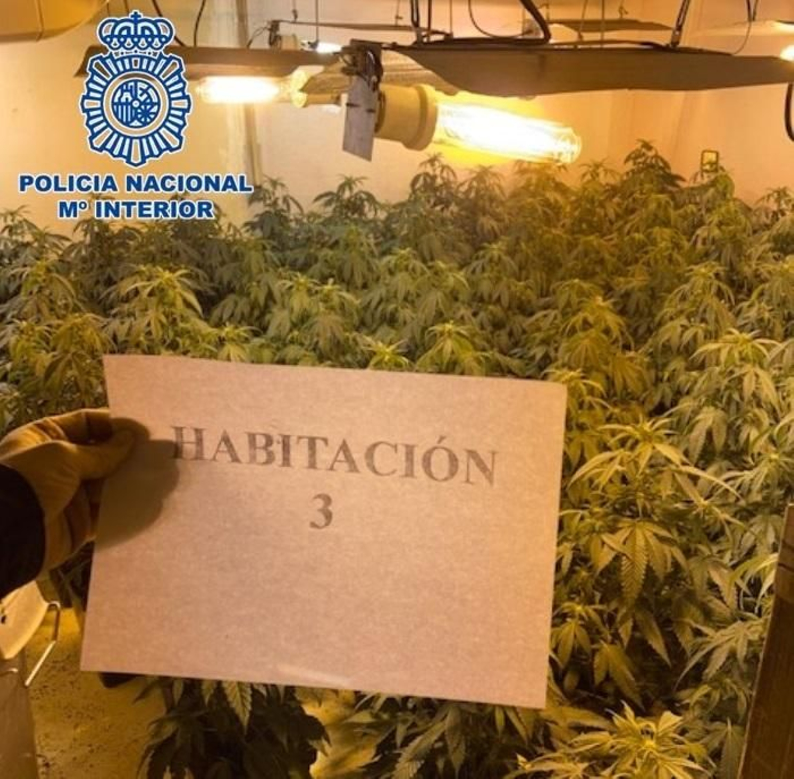 Imagen facilitada por la Policía Nacional de la plantación.