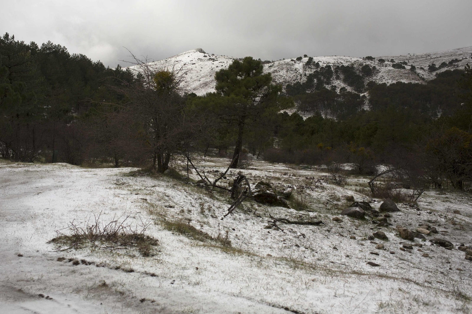 Las imágenes de la primera nevada del invierno en la Sierra de las Nieves