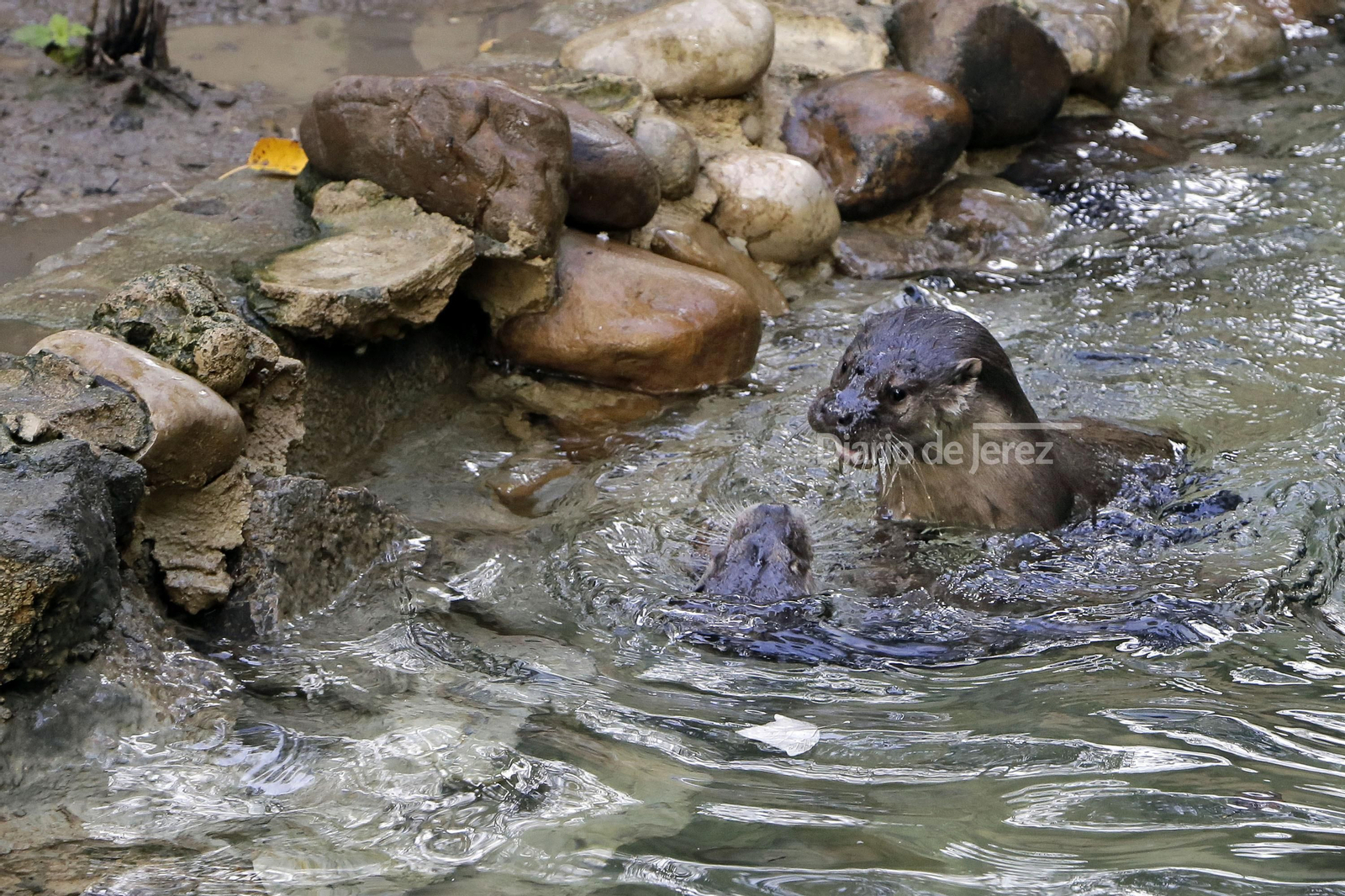 Reportaje de las Nutrias en el Zoo de Jerez