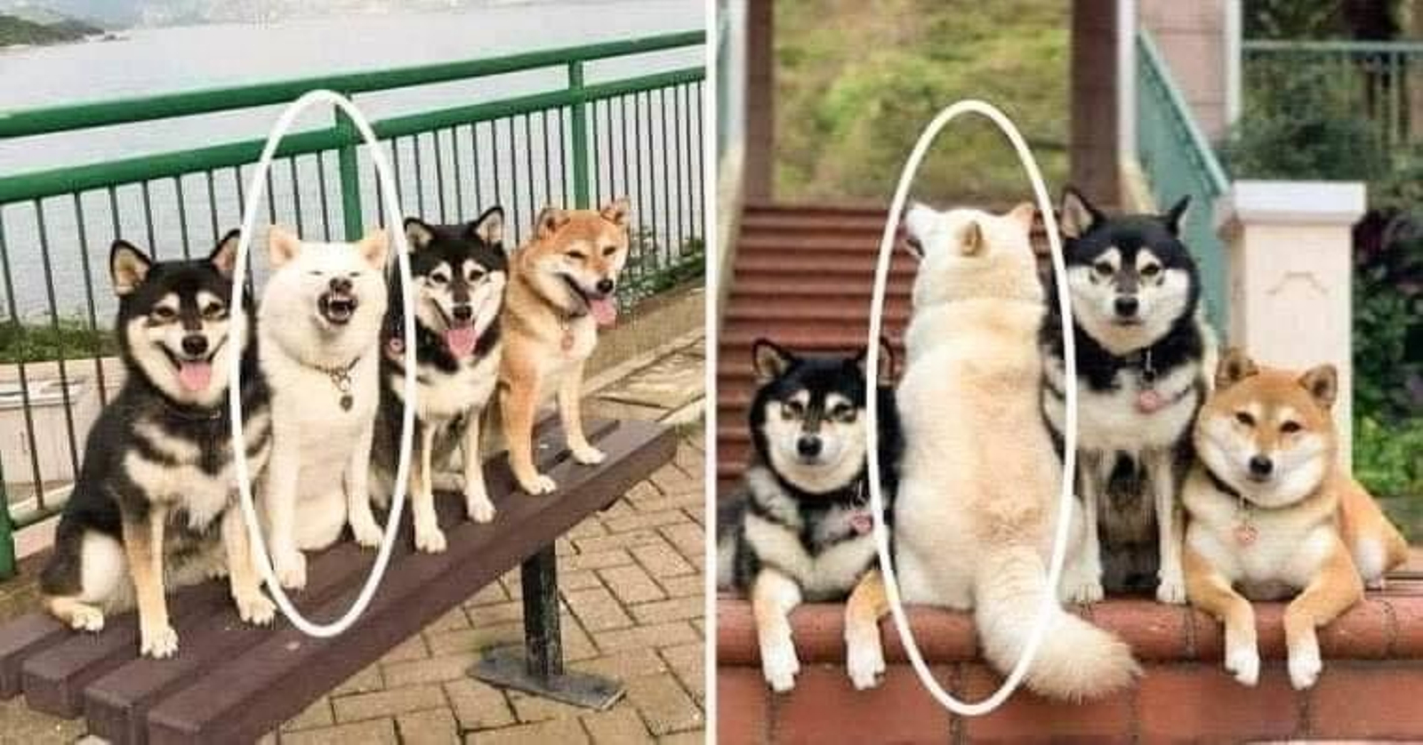 Un perro destroza todas las sesiones fotográficas con sus amigos peludos