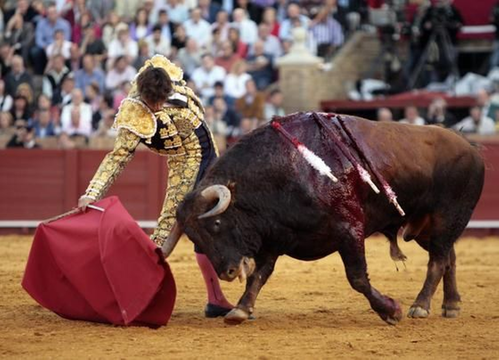 Los seis astados de José Luis Pereda se mostraron muy mansos en todo momento.

Foto: Juan Carlos Muñoz