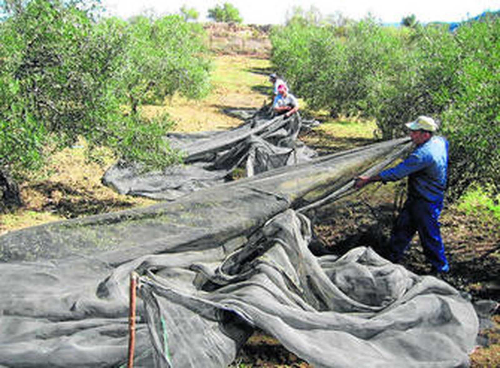 La empresa prevé la extracción de aceite de orujo.