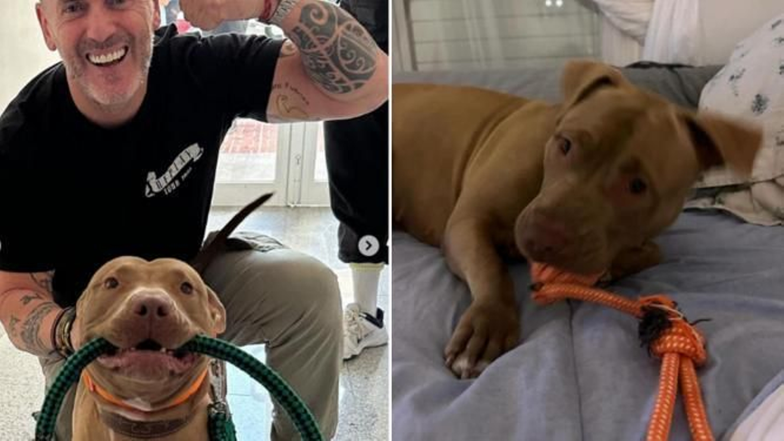 Rescatan a Lía, la perra pitbull maltratada dos veces en Ibiza Rescatan a Lía, la perra pitbull maltratada dos veces en Ibiza