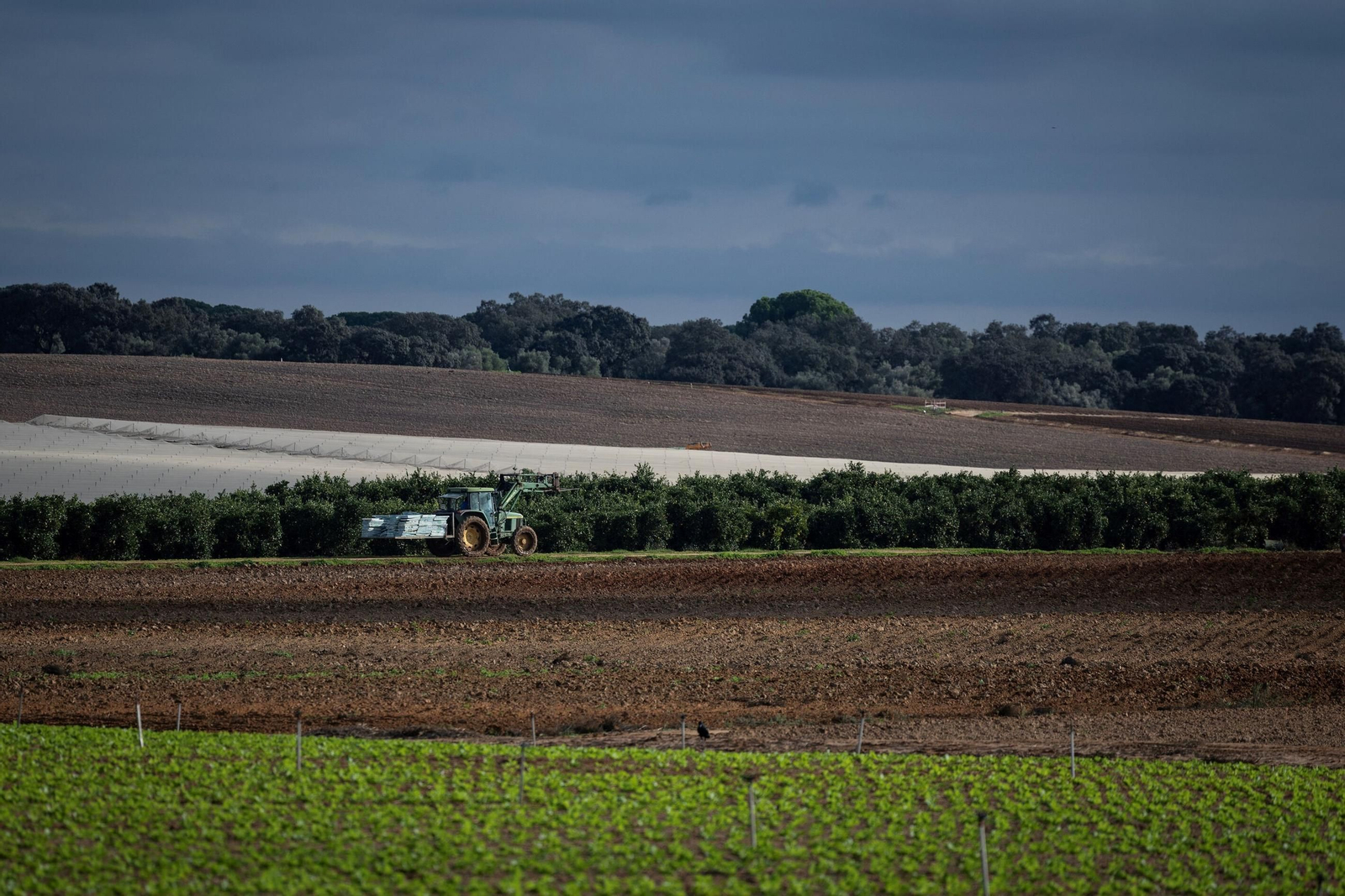 Tractor en un campo de cultivo en Doñana.