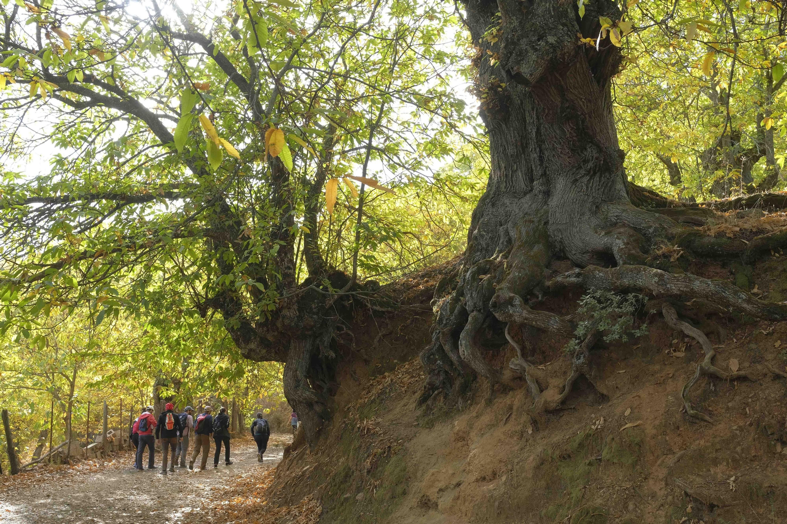 El Bosque de Cobre, en imágenes