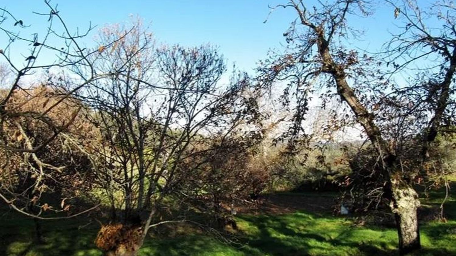 Sendero Castaño del Robledo-Fuenteheridos