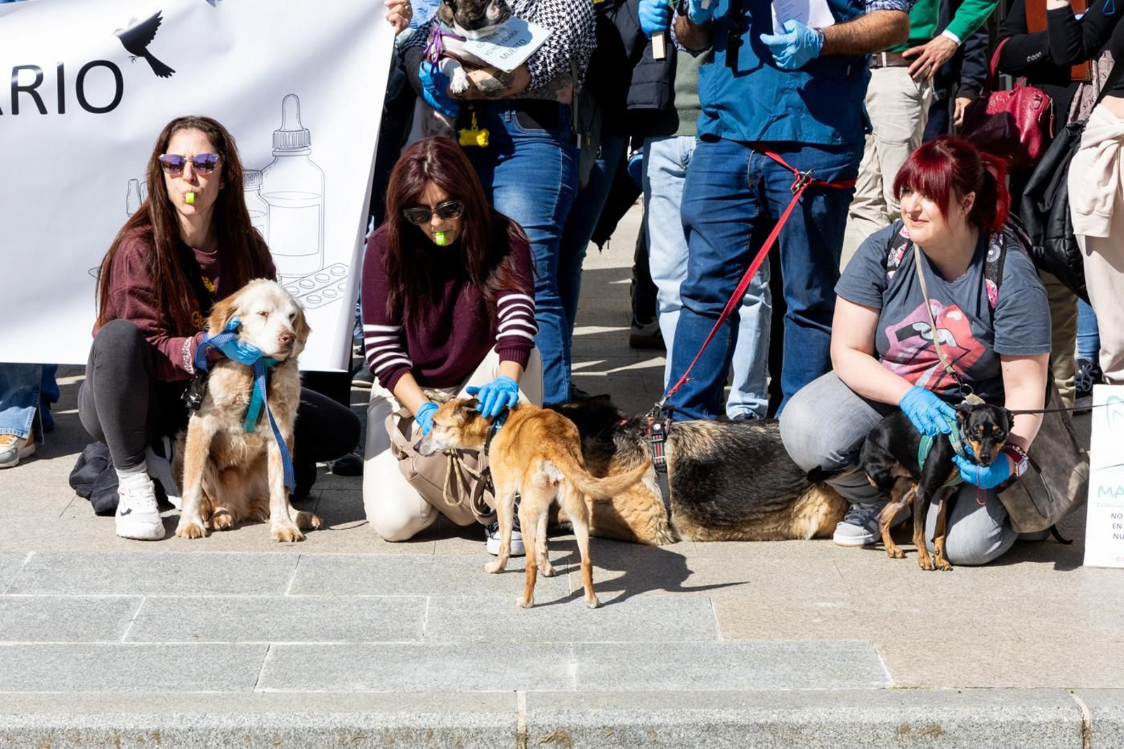 Concentración de veterinarios en protesta contra el real decreto 666/2023