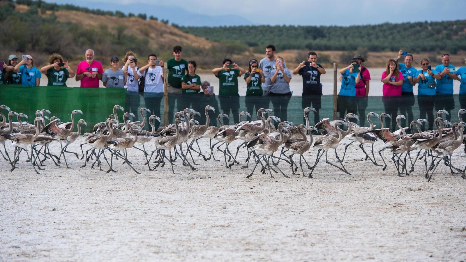Voluntarios fotografiando el espectáculo de los flamencos. Voluntarios fotografiando el espectáculo de los flamencos.