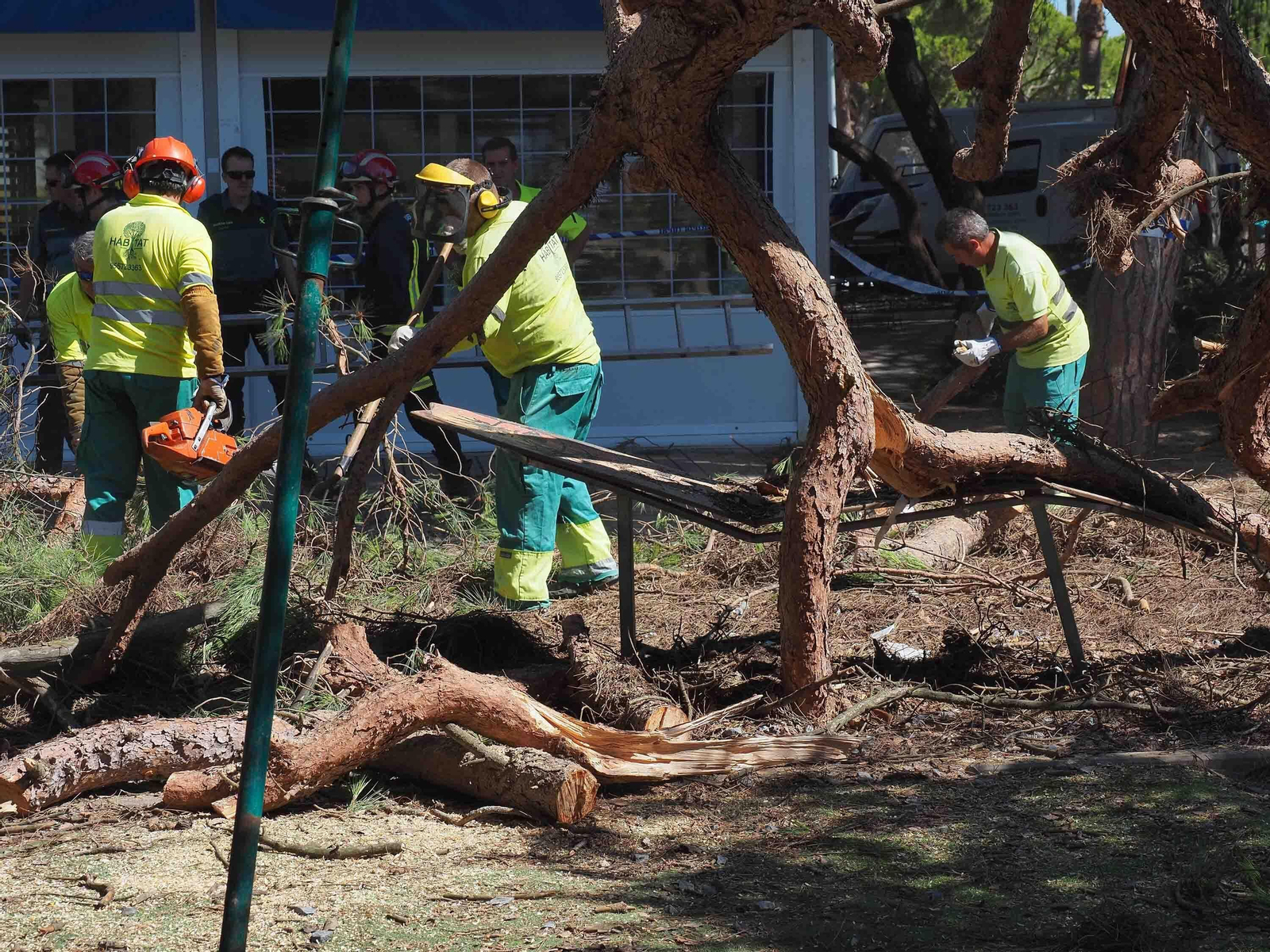 Un pino cae sobre las mesas de un restaurante en Nuevo Portil.