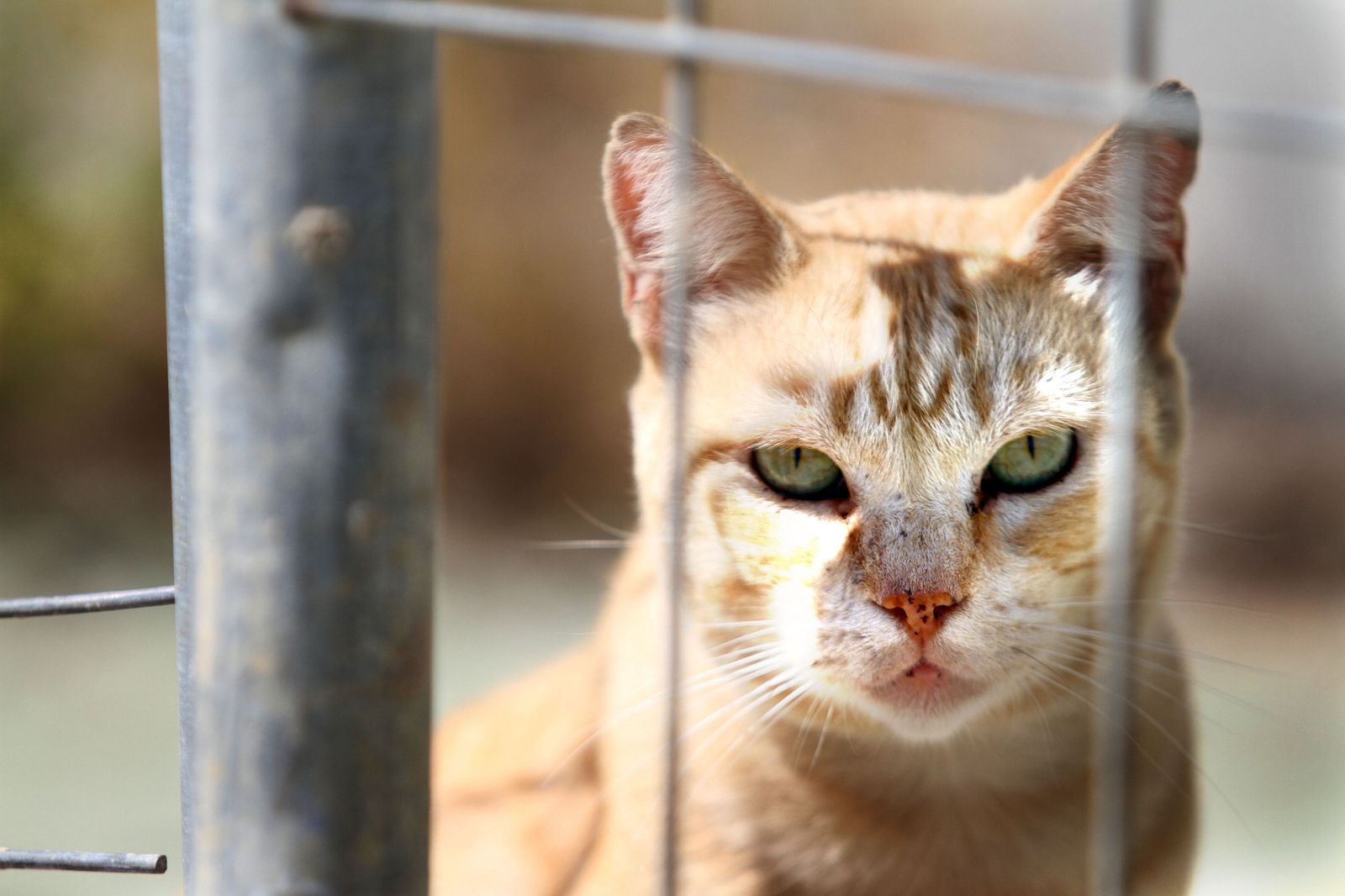 Imagen de archivo de un gato.