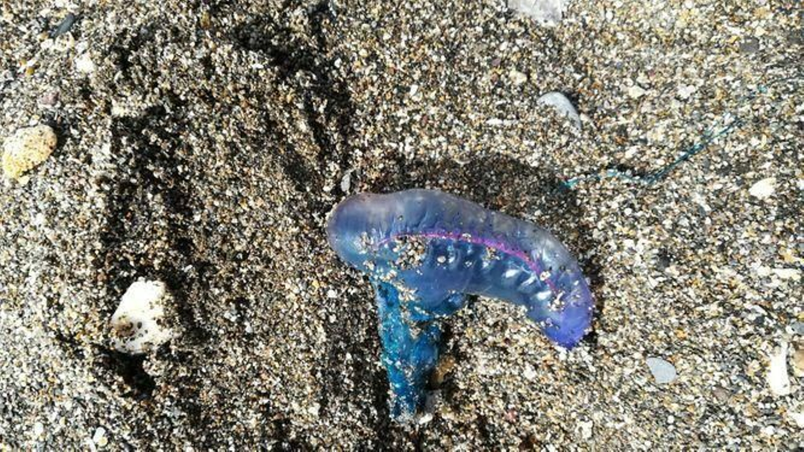 Medusa carabela, detectada el año pasado Medusa carabela, detectada el año pasado