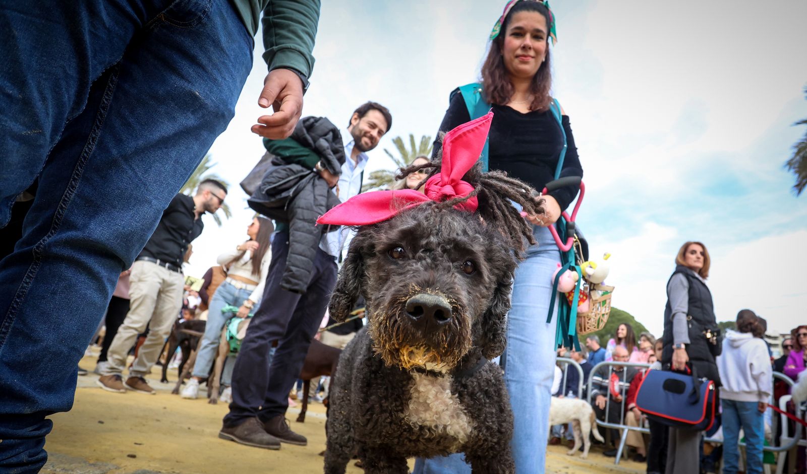 Fiesta de san Antón 2024 en Jerez