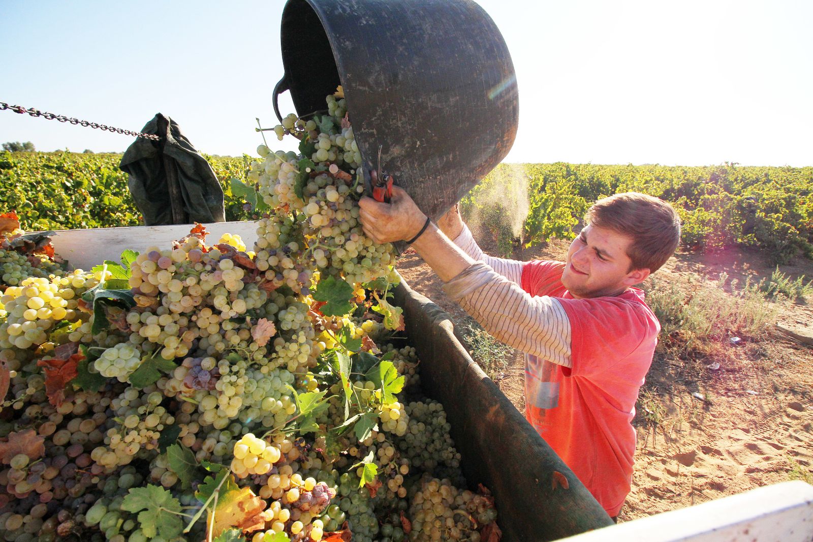 Imágenes de la vendimia en el Condado de Huelva.