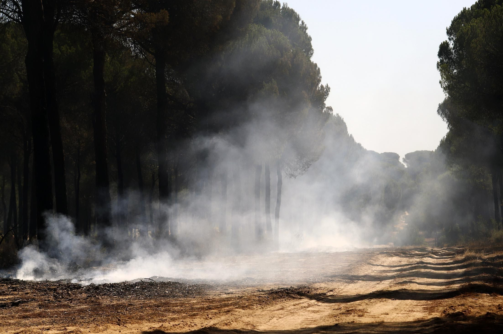 Imágenes de las zonas afectadas por los incendios de Almonte y Bonares