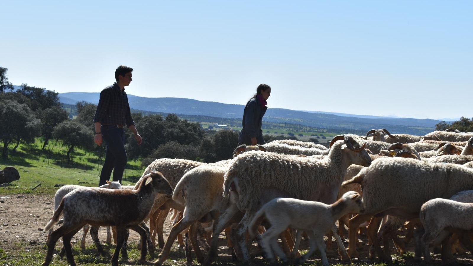 Los hermanos Ángel y María Moreno Segura, con su rebaño de ovejas y cabras. Los hermanos Ángel y María Moreno Segura, con su rebaño de ovejas y cabras.