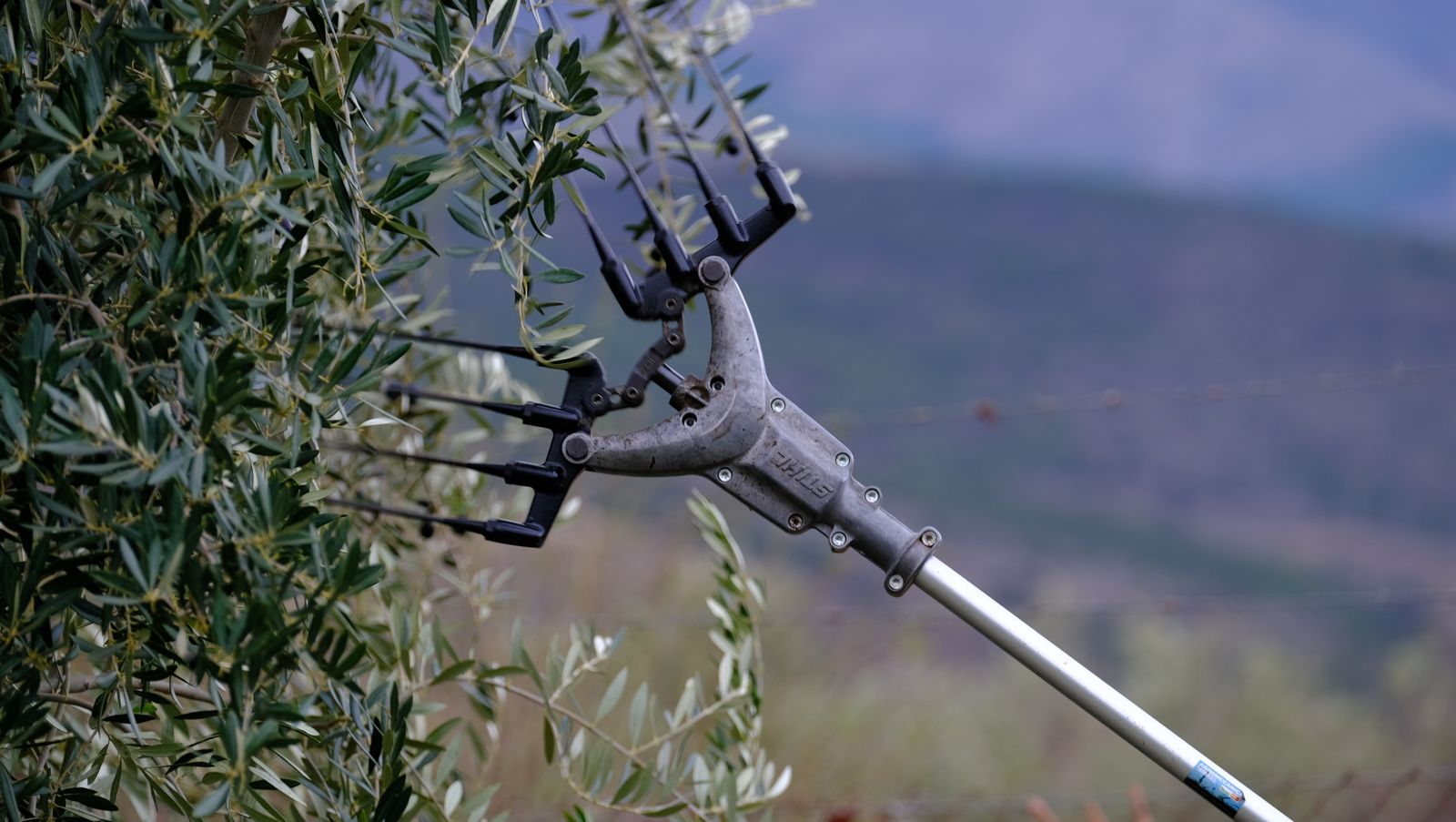 Fotogalería recolección aceituna en Abla. Almería