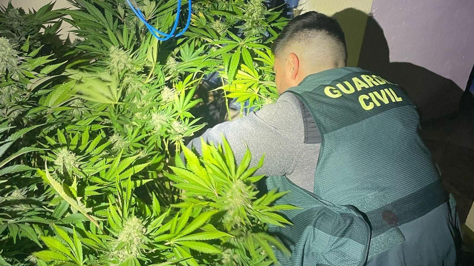 Un agente de la Guardia Civil inspecciona una plantación de canabis | Imagen de archivo