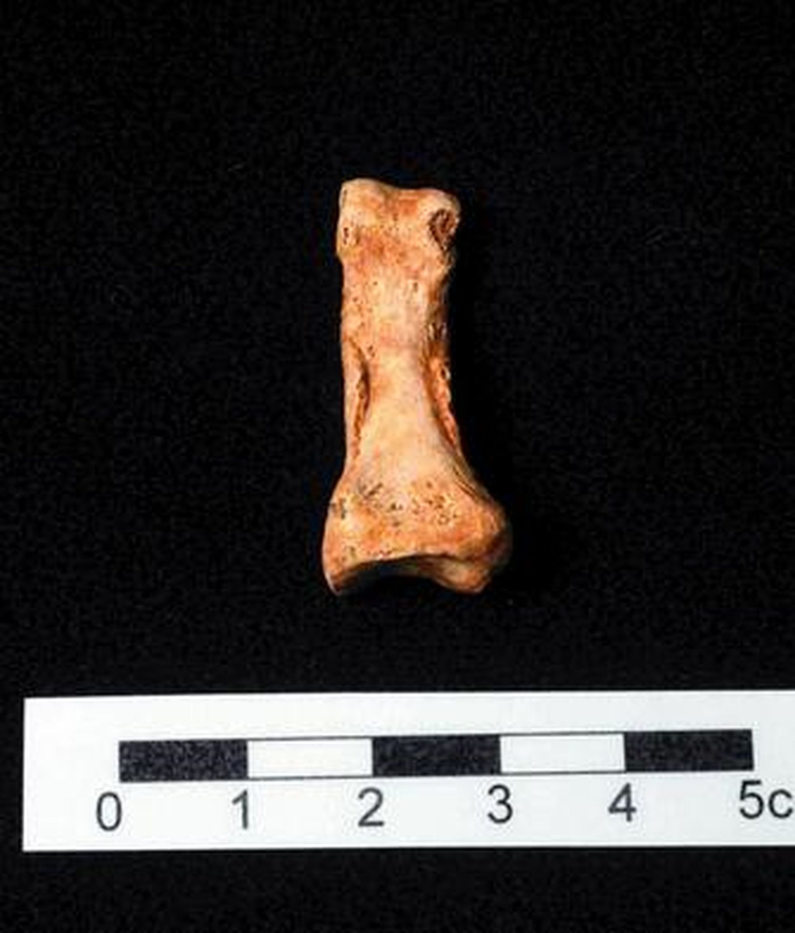 Juan Luis Arsuaga muestra un hueso de la rodilla.