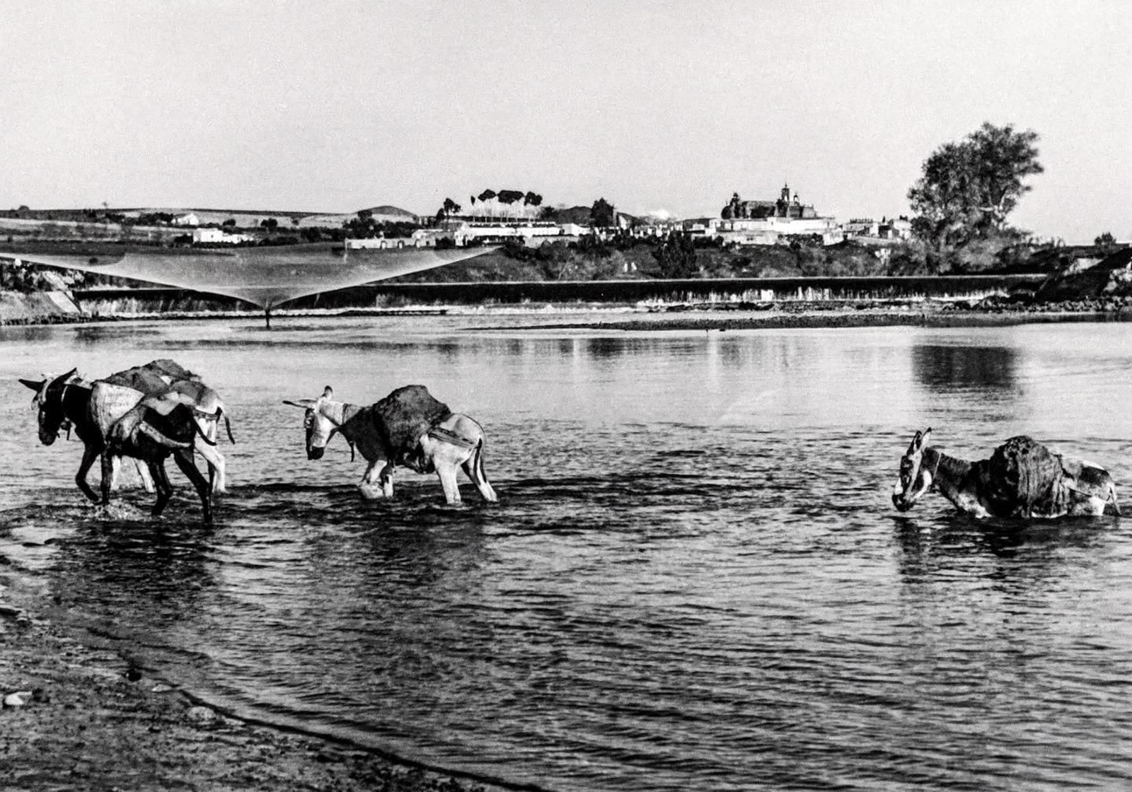 Mulos cargando arena en La corta. 1934.