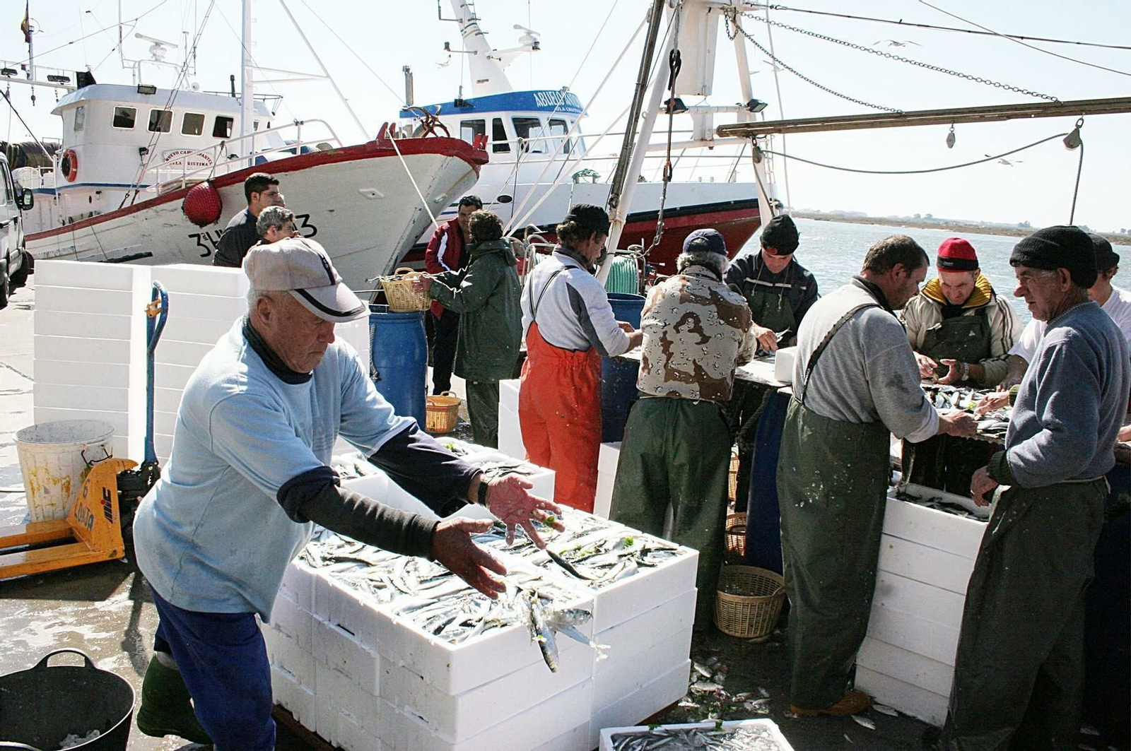 Descarga y clasificación de sardina en el puerto de Isla Cristina.