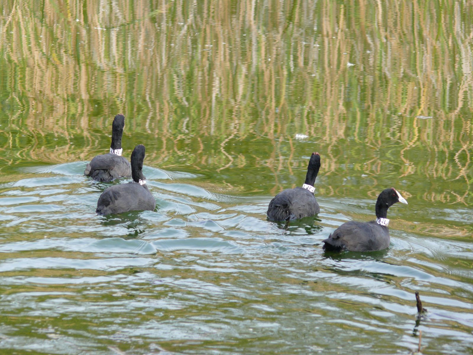 Las imágenes de la suelta de fochas cornudas y porrones pardos