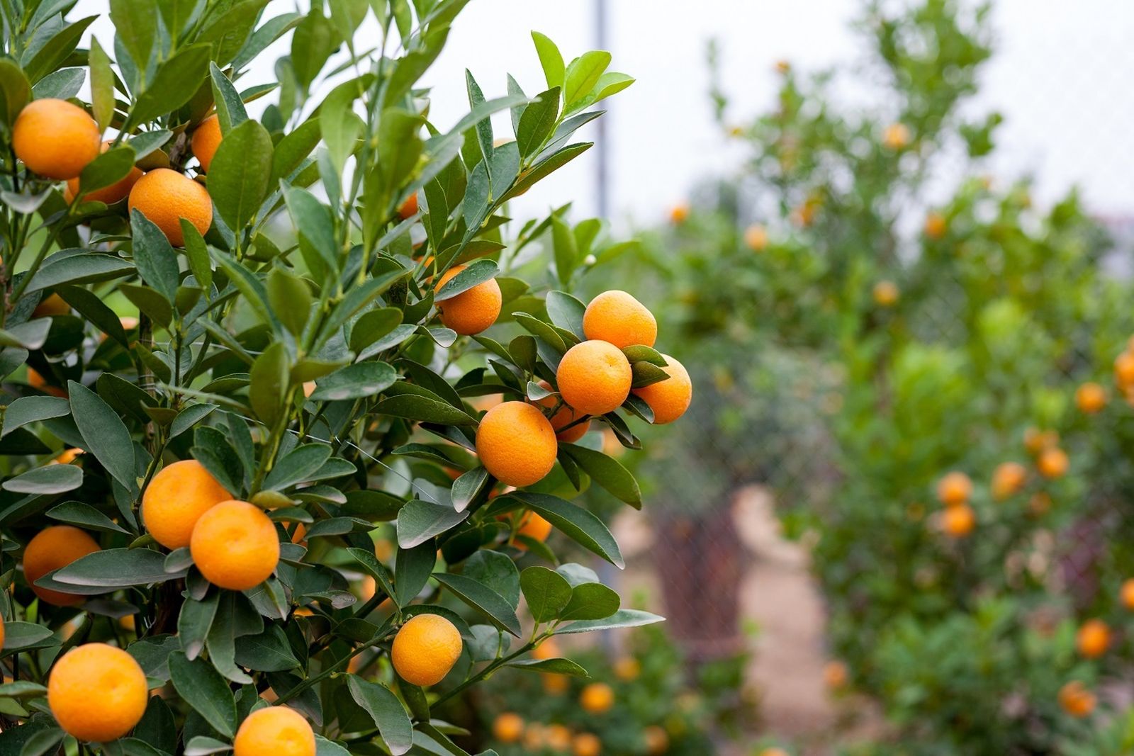 Las estimaciones apuntan a que habrá más mandarina, naranja dulce y pomelo