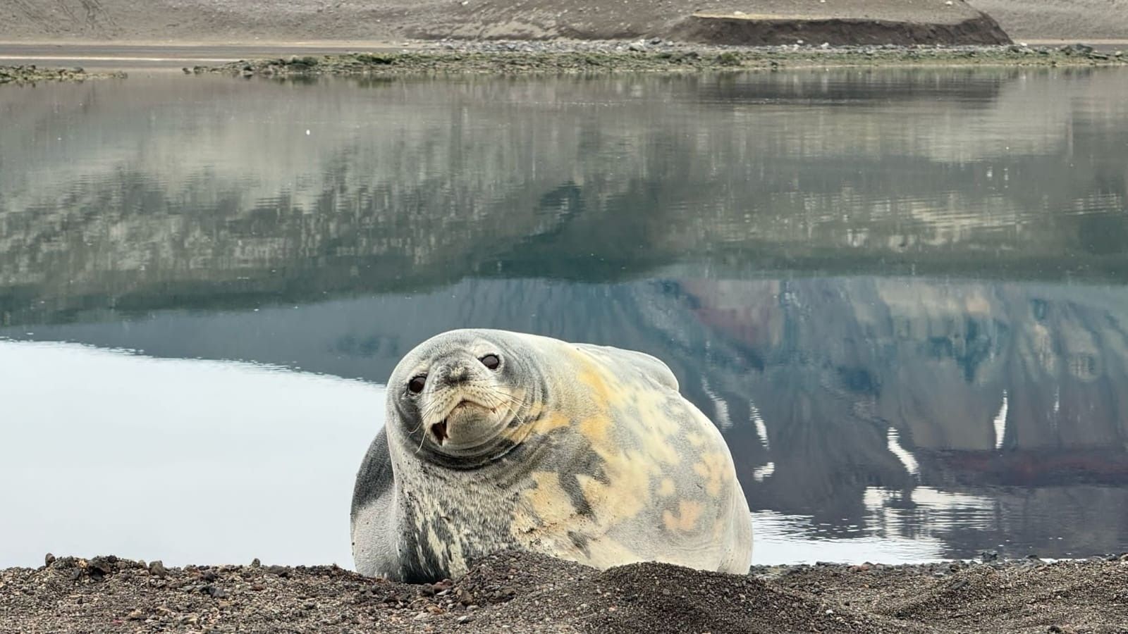 León marino en las Sh (16696089)