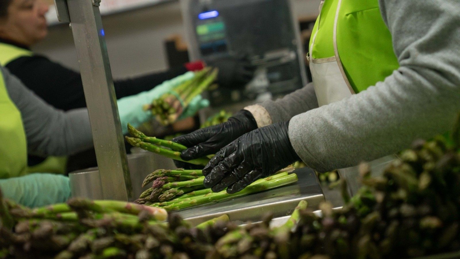 Imagen de archivo de varias personas preparando espárragos para su venta.