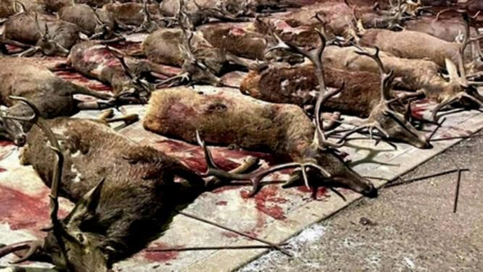 Imágenes explícitas: Pacma muestra a los 156 animales abatidos en una montería en una finca de la Junta de Andalucía