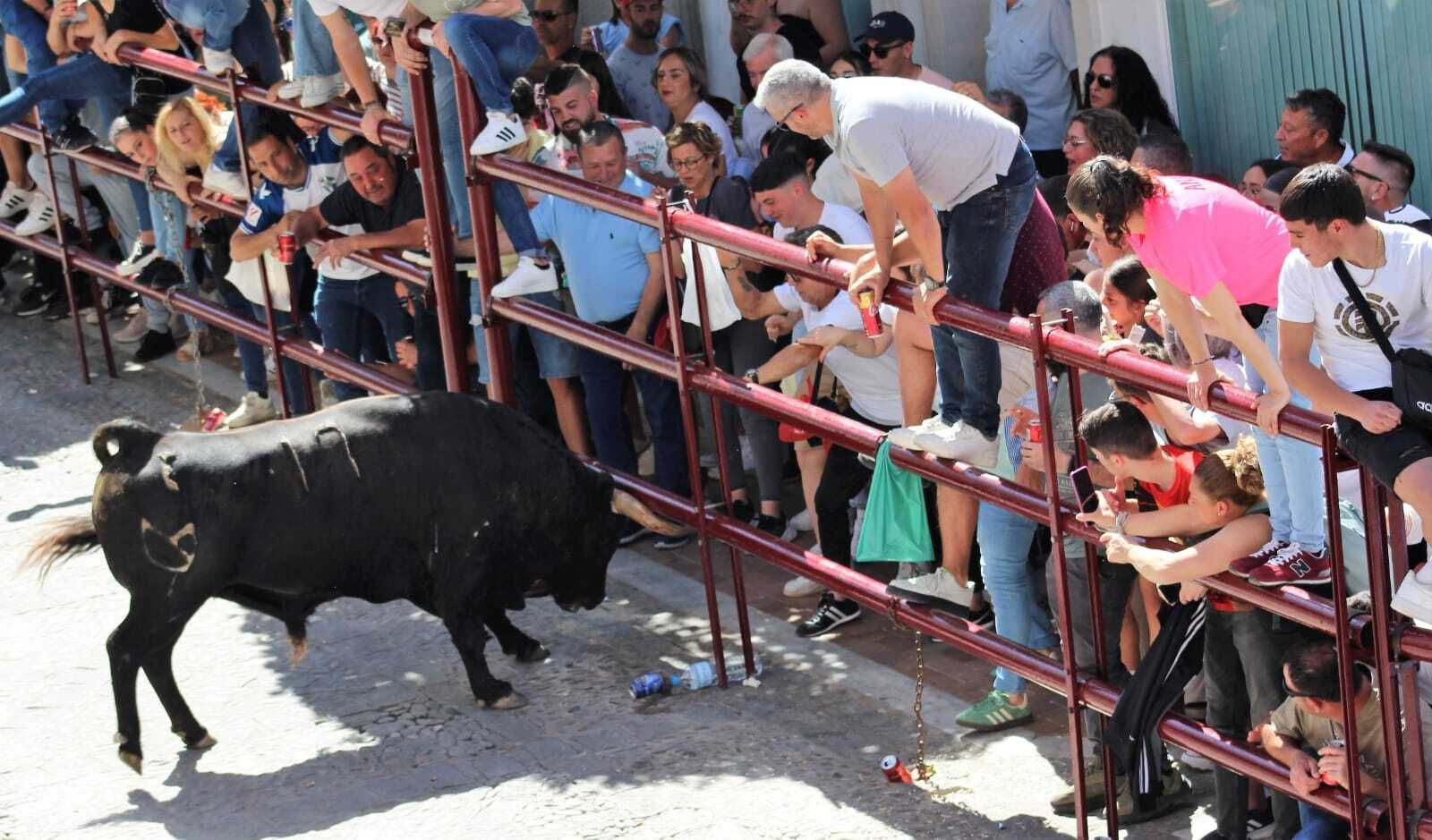 Las imágenes de la celebración del Toro del Aleluya en Arcos 2024