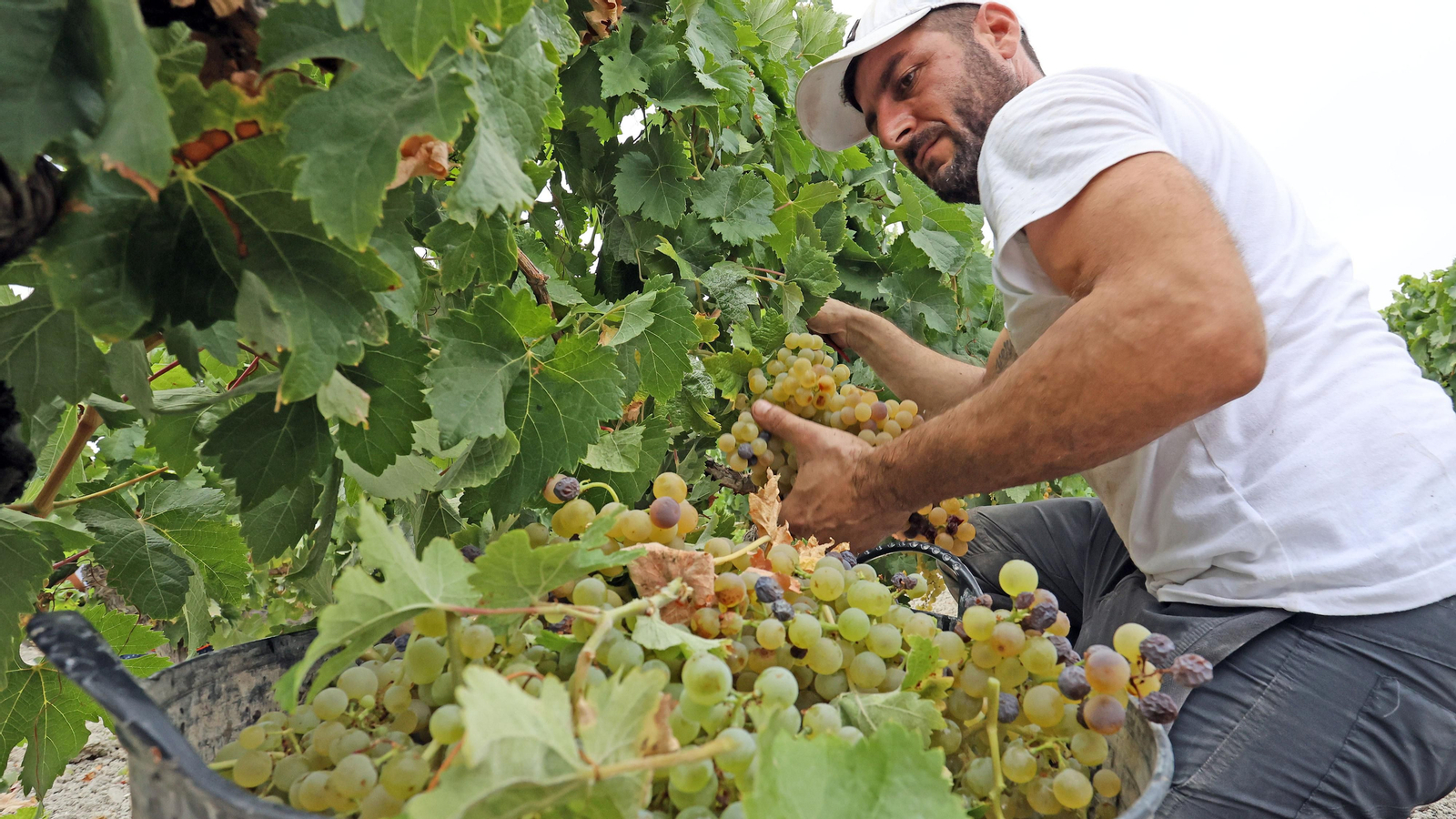 Vendimia a mano en Viña el Candelero en Jerez