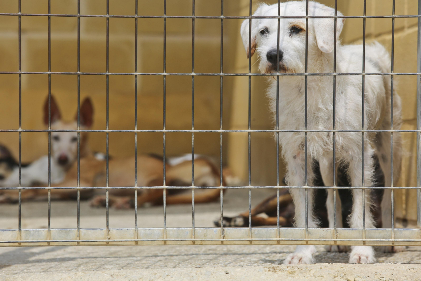Las fotos de los animales de la Protectora de Málaga Las fotos de los animales de la Protectora de Málaga