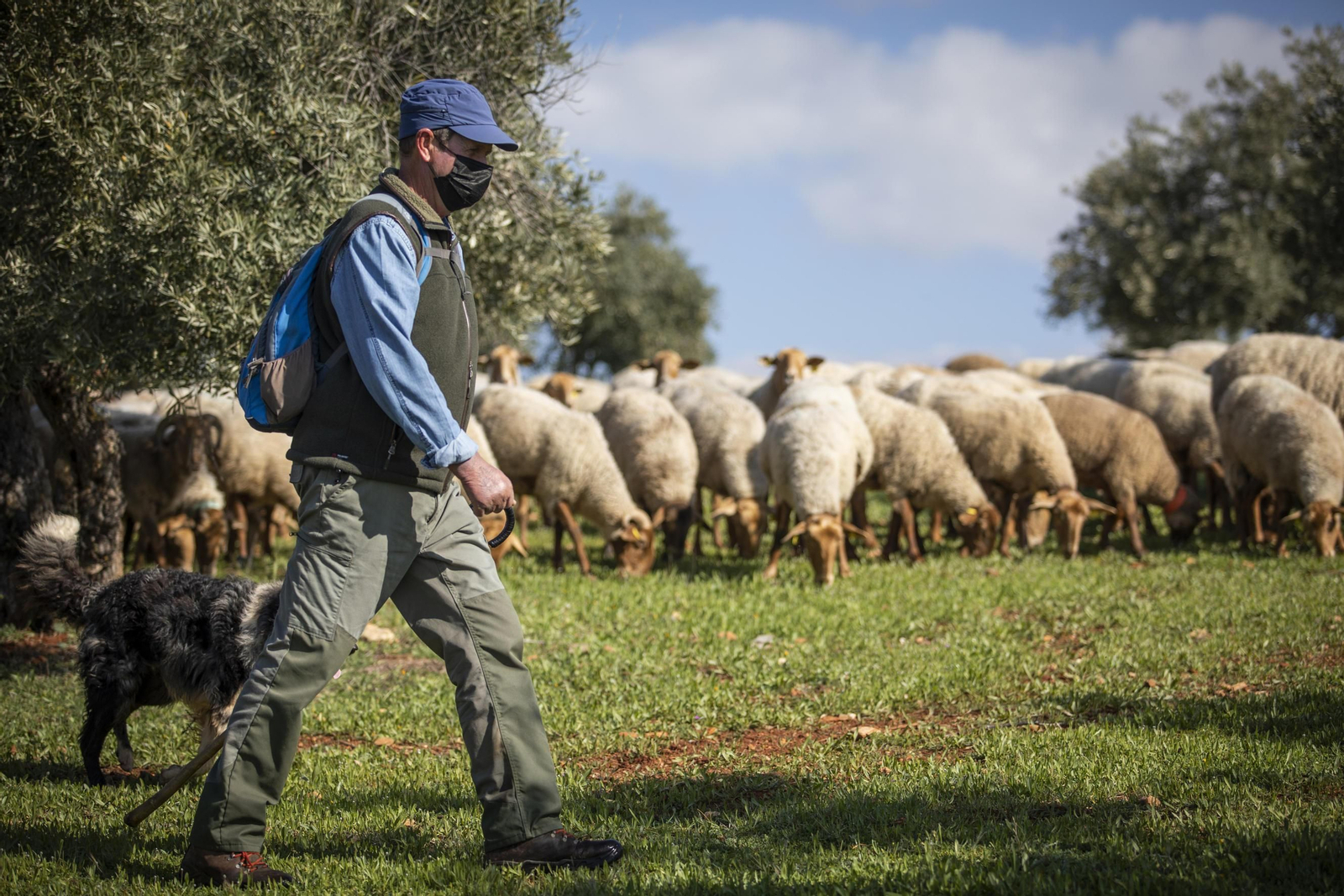 Los ganaderos de Granada, primera línea de batalla frente a la viruela ovina