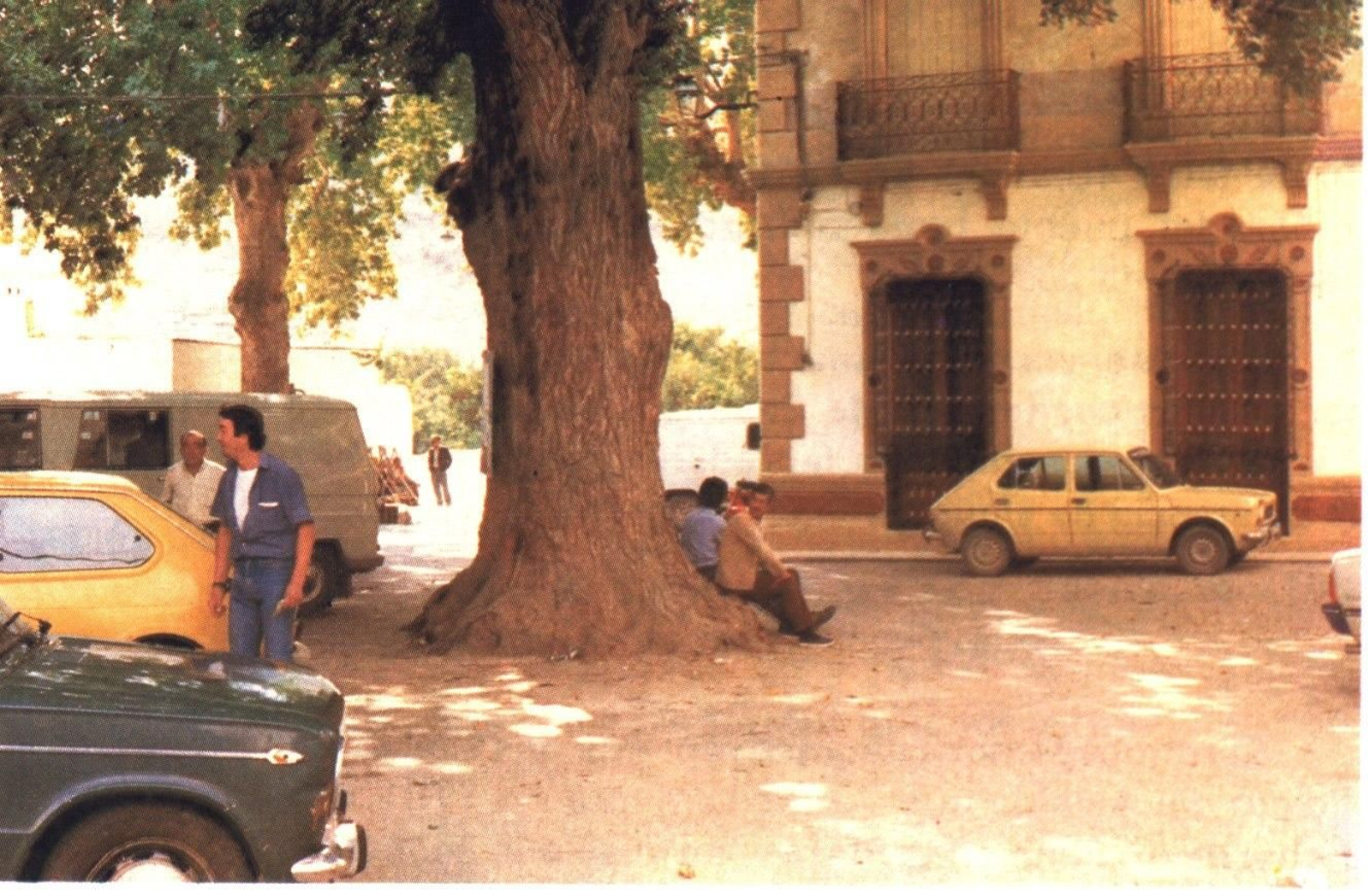 El olmo centenario que presidía la plaza de Terque.