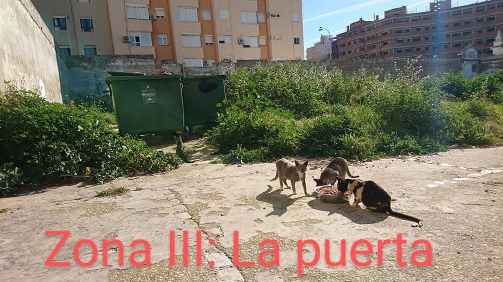 Gatos pertenecientes a la colonia que habita en el antiguo cementerio de Cádiz.