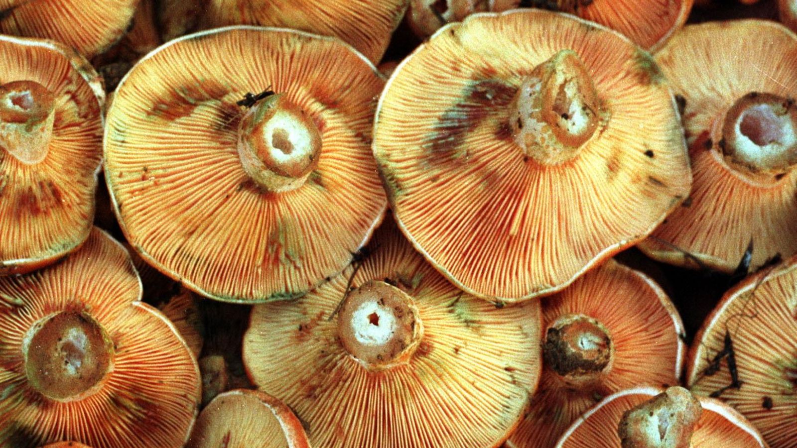 El fin de semana ya se pueden ver vehículos estacionados en las cunetas de las sierras y gente adentrada en el pinar en busca de este manjar.