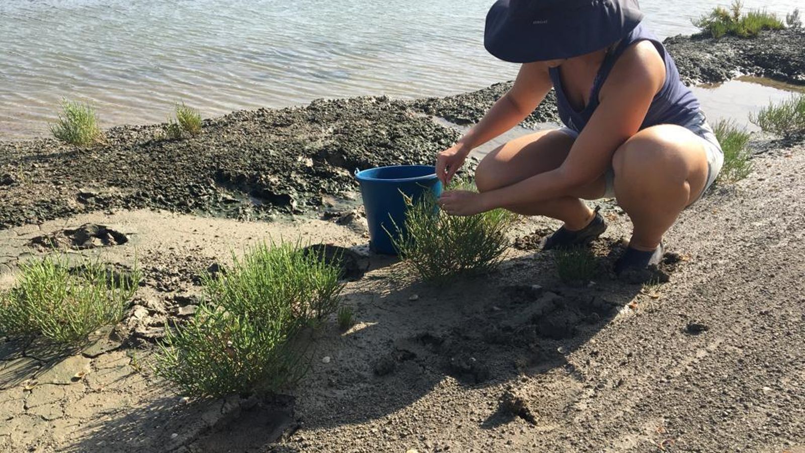 Susana Martínez recolectando salicornia.