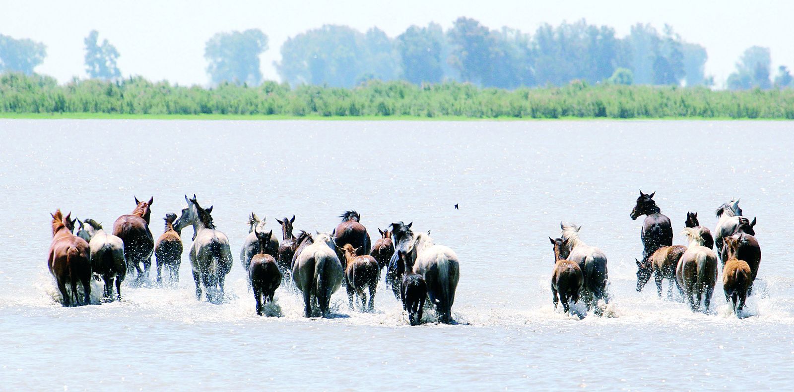 Un grupo de yeguas, en las marismas de Doñana.
