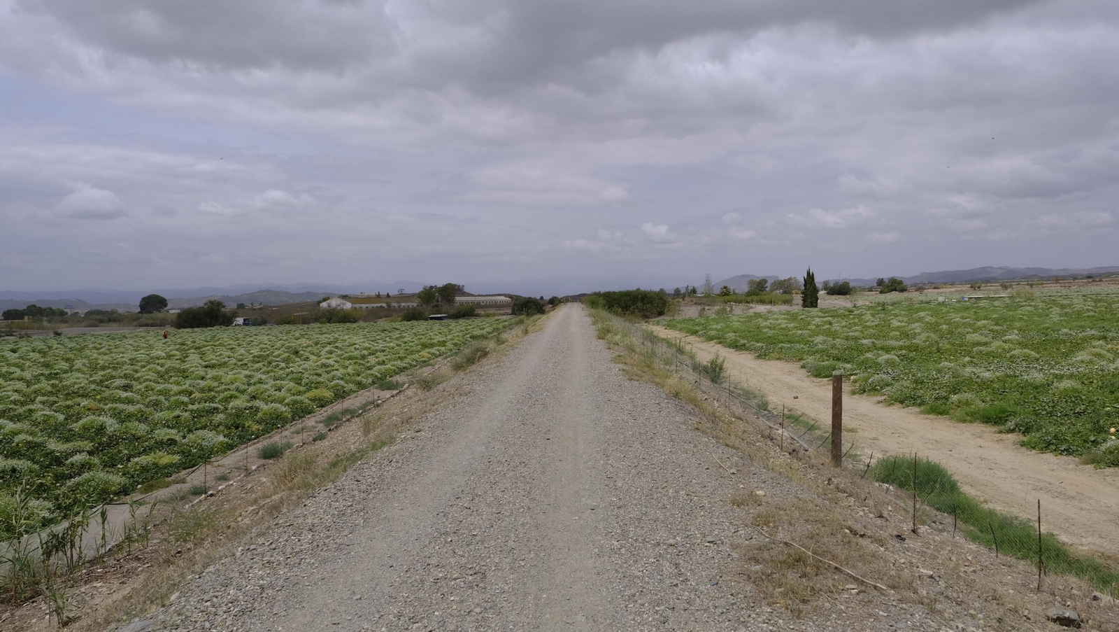 La sandía y el melón de Huércal Overa, manjares en imágenes