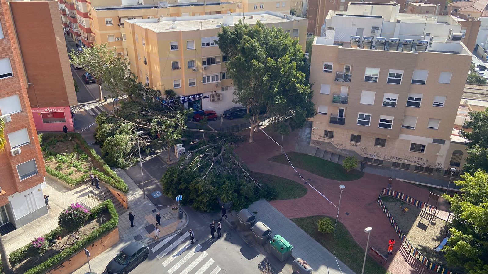 Árboles de gran porte arrancados de raíz por el viento en la plaza Miguel Ángel Blanco, junto a la Bola Azul, tras rachas que han rozado los 90 kilómetros por hora.