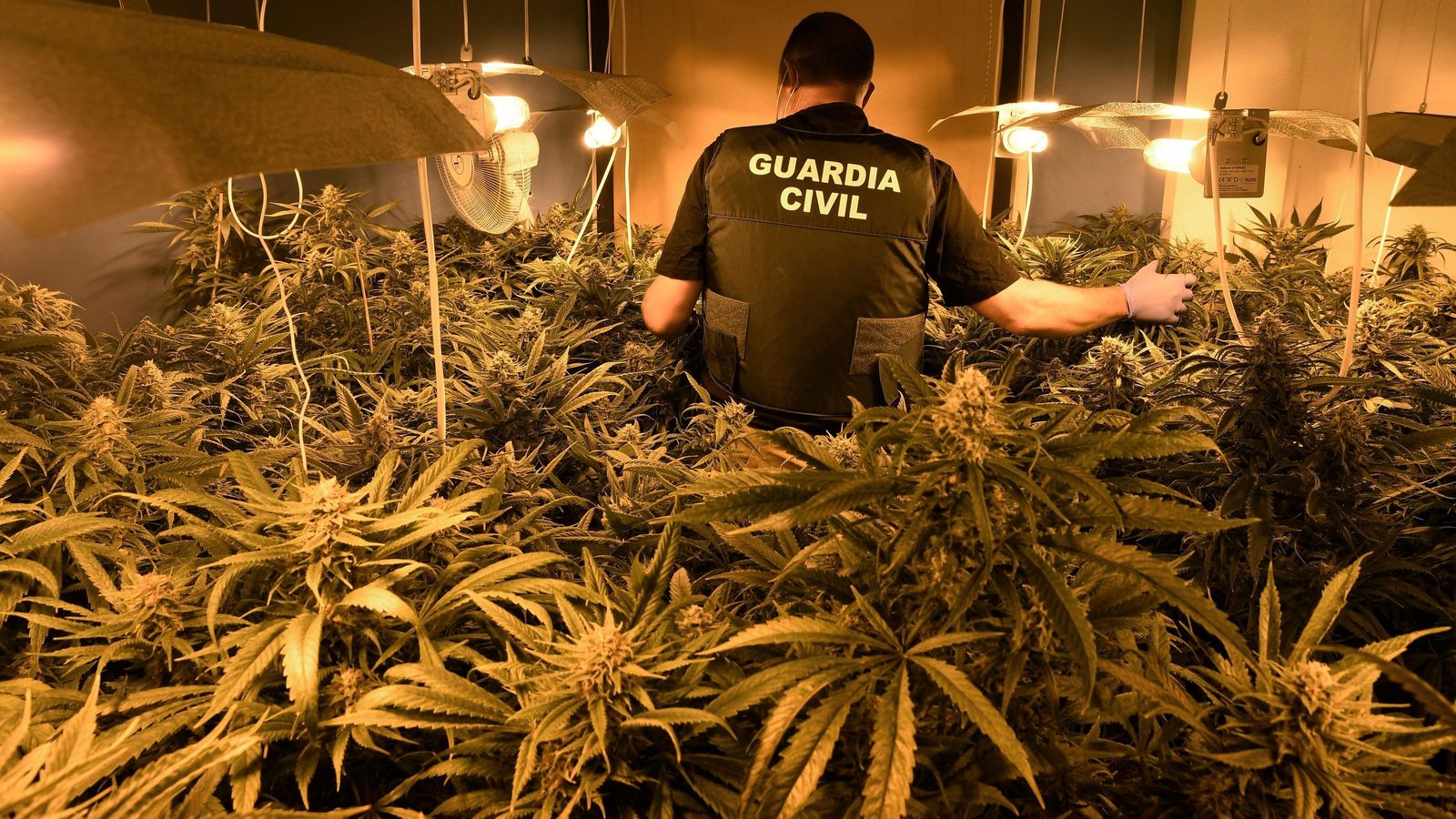 La mayor parte de la superficie de algunas viviendas estaba ocupada por las plantaciones.