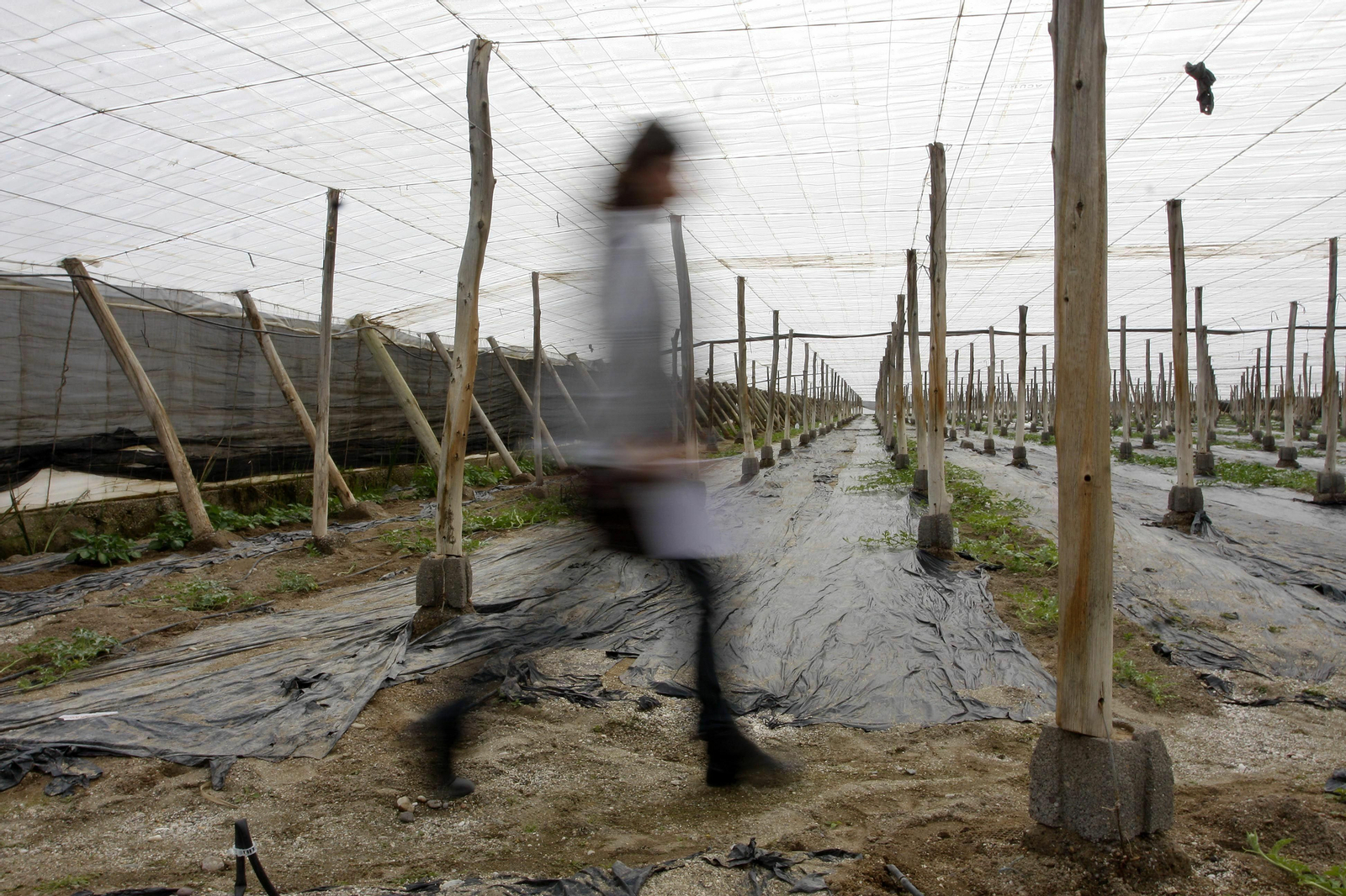 Los cultivos más tempranos finalizaron en enero y saldrán a la calle en el mes de abril.