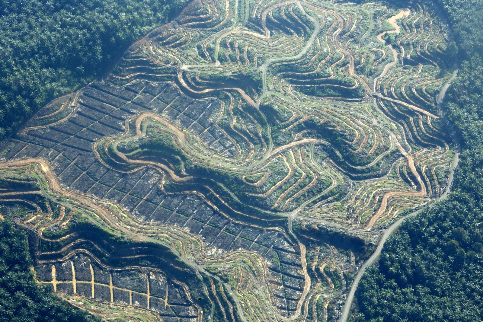 Vista aérea de  una nueva plantación de  aceite  de  palma  en Indonesia.
