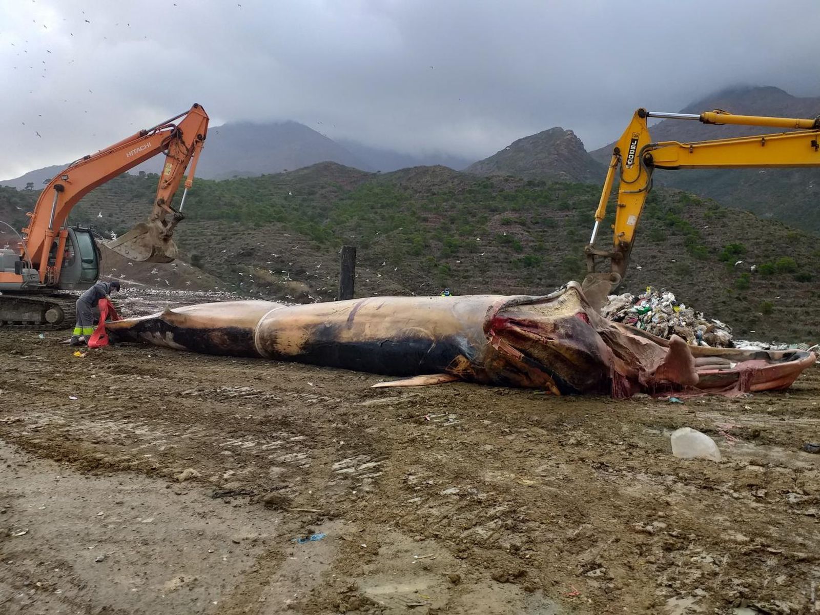Depositan en un vertedero los restos de la ballena de Estepona